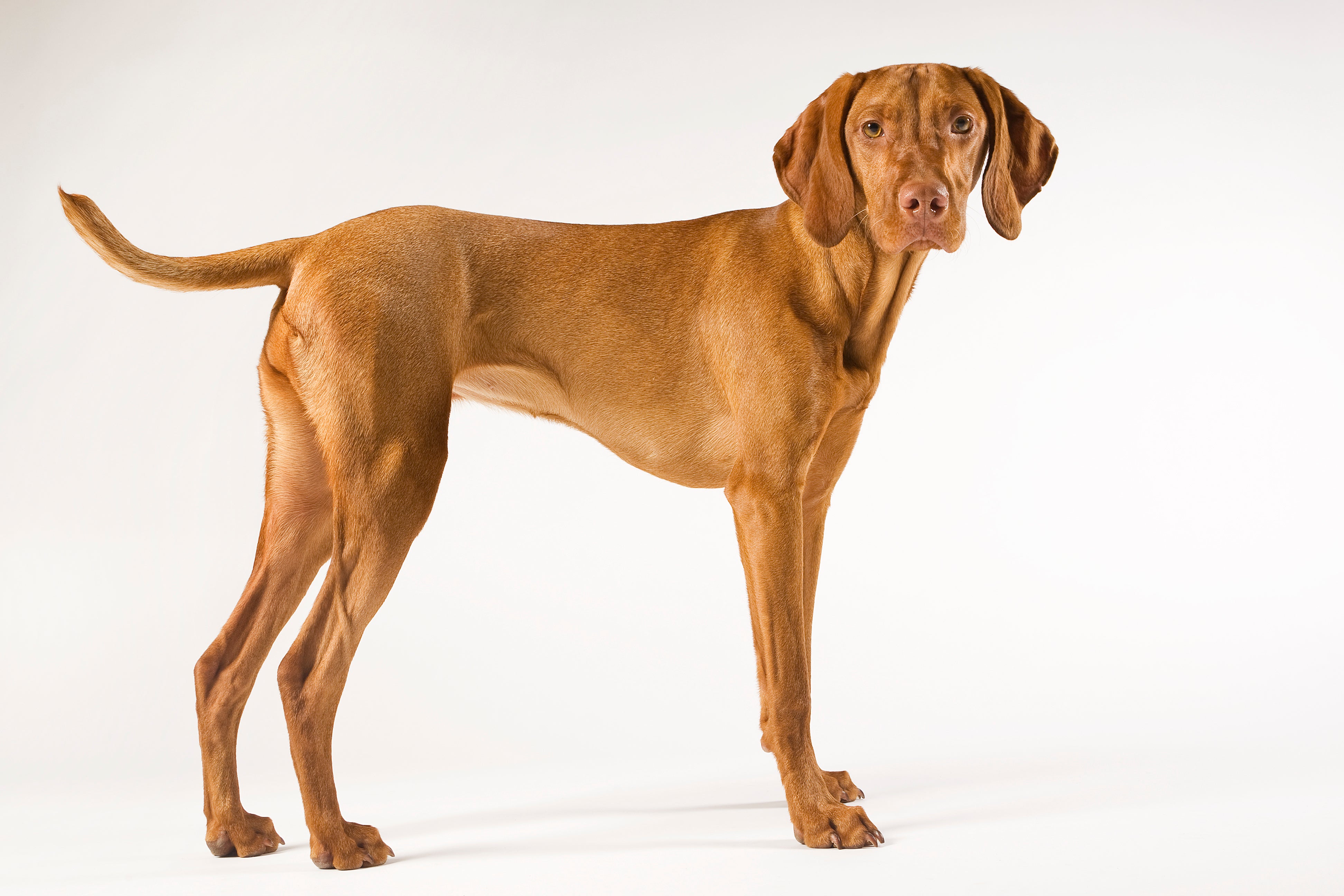 Vizslas for Adoption in Signal Hill, California | Petfinder